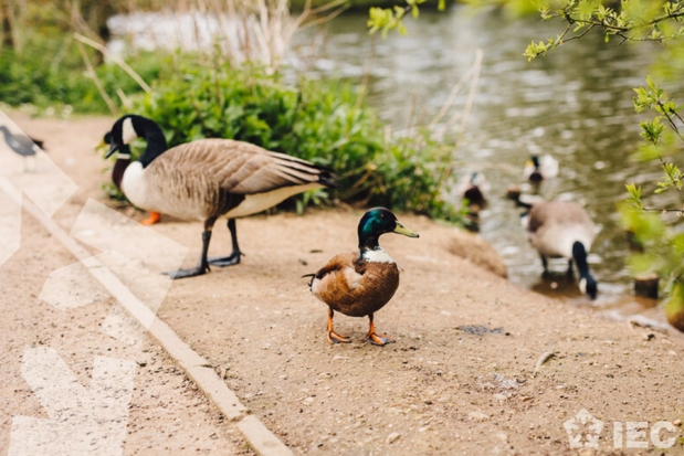 warwick-ducks_1
